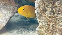 Gelber Labidochromis Yellow Form